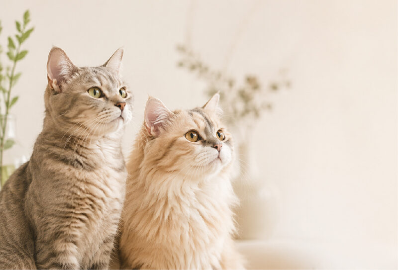 こちらを見る二匹の猫
